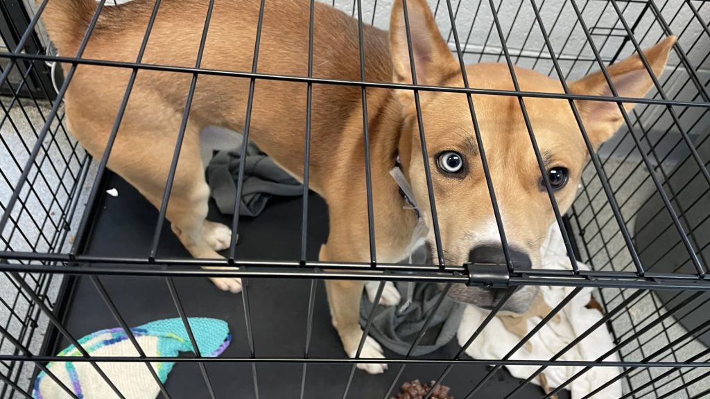Animal shelters are crowded as high costs squeeze pet owners