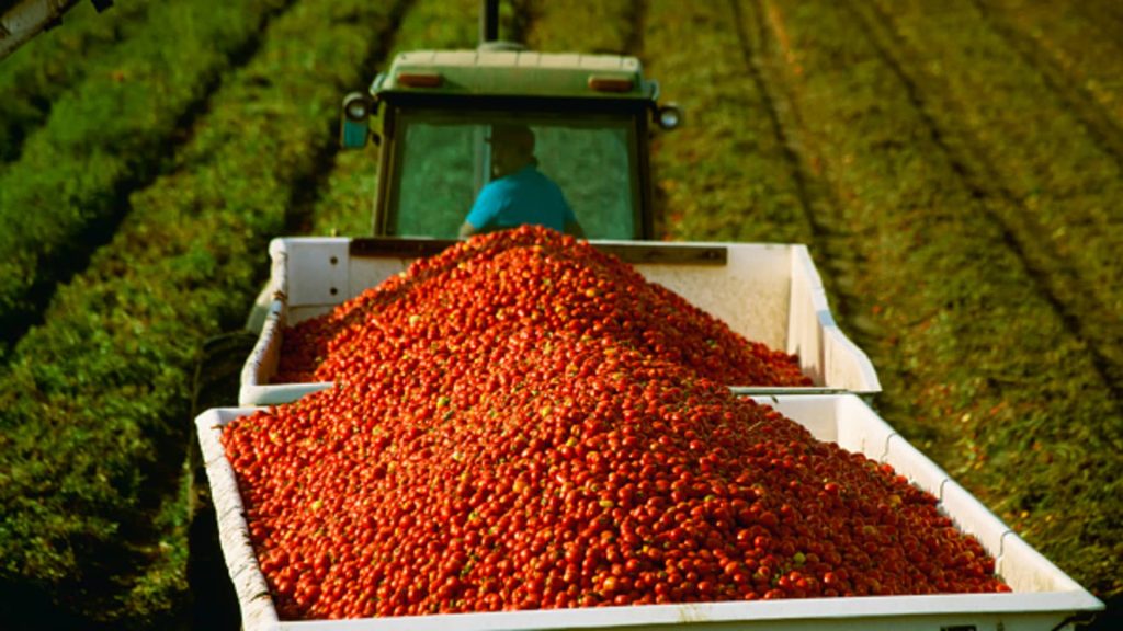 Tariffs, war send tomato prices soaring